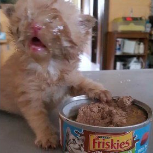 Meet your Posher, Frog? - Picture 1 of 1